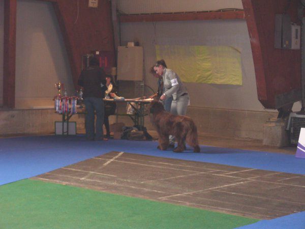 European dog show, 30.09 2010 - foto