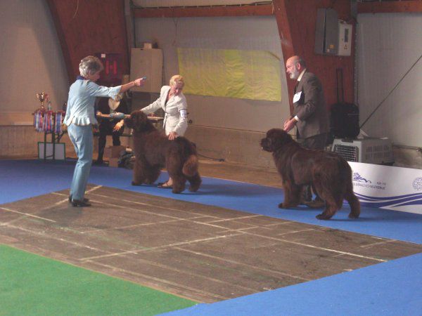 European dog show, 30.09 2010 - foto povečava