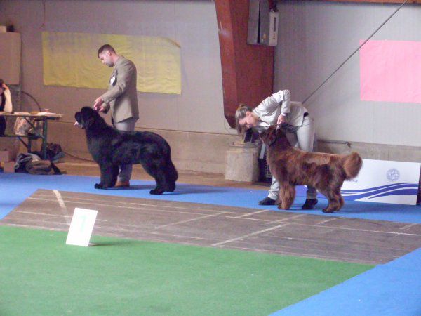 European dog show, 30.09 2010 - foto povečava