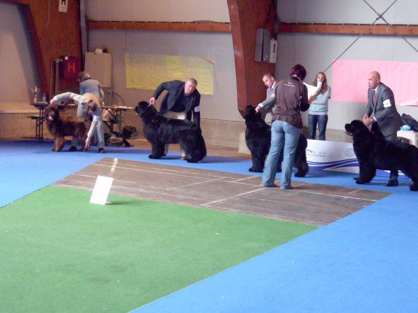 European dog show, 30.09 2010 - foto