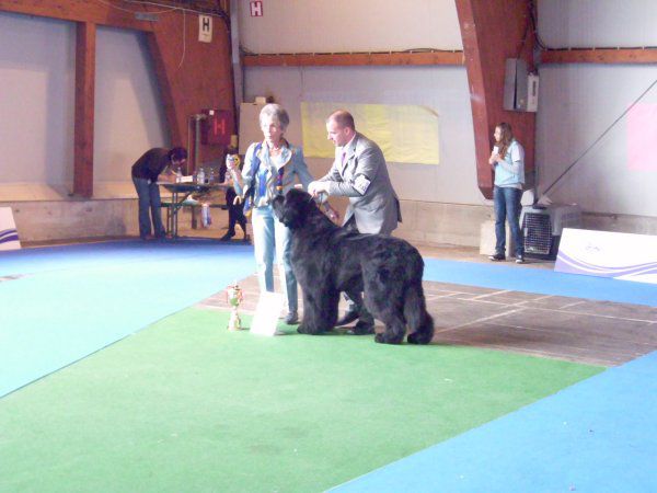 European dog show, 30.09 2010 - foto