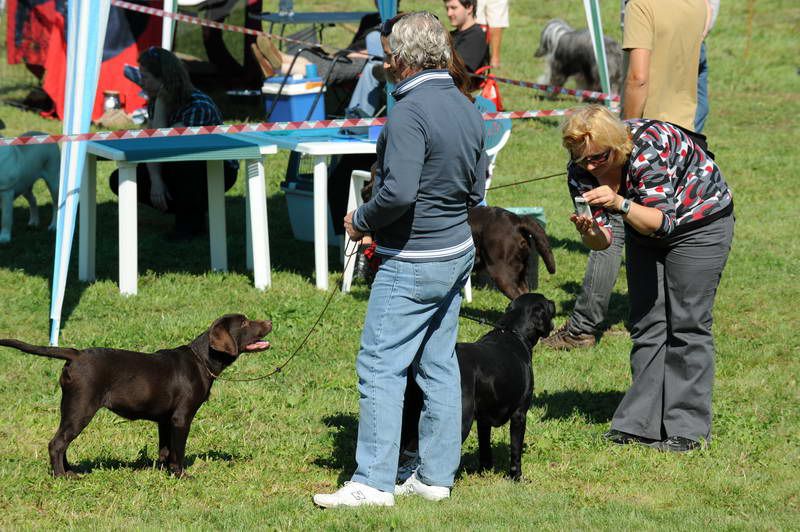 Razstava psov: CAC TRBOVLJE, 29.08.2010 - foto povečava