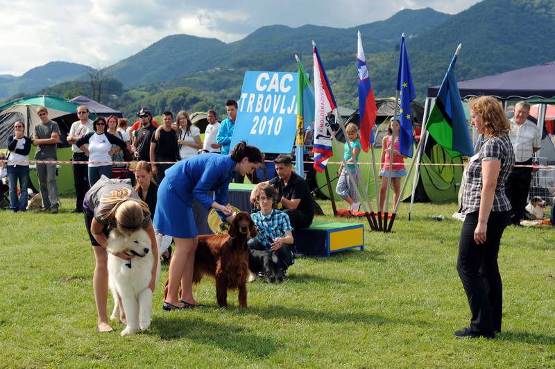 Razstava psov 2: CAC Trbovlje, 29.08.2010 - foto povečava