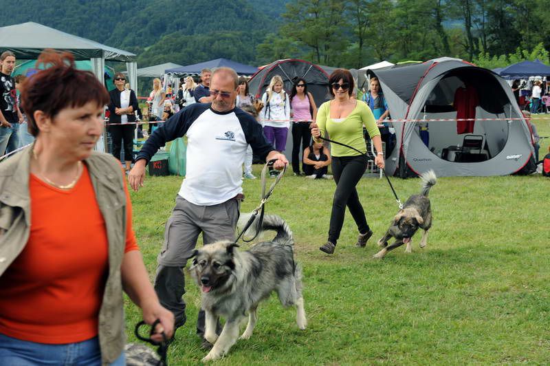 Razstava psov 2: CAC Trbovlje, 29.08.2010 - foto povečava