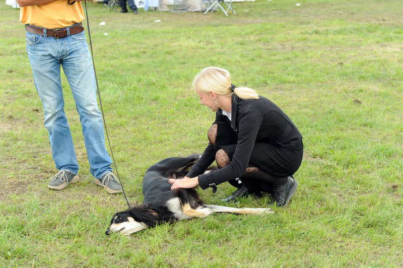 Razstava psov 2: CAC Trbovlje, 29.08.2010 - foto povečava