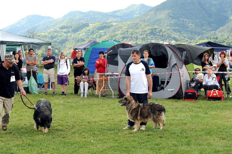 Razstava psov 2: CAC Trbovlje, 29.08.2010 - foto povečava