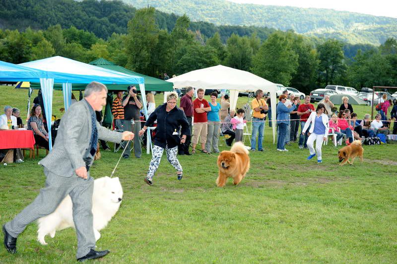 Razstava psov 2: CAC Trbovlje, 29.08.2010 - foto povečava