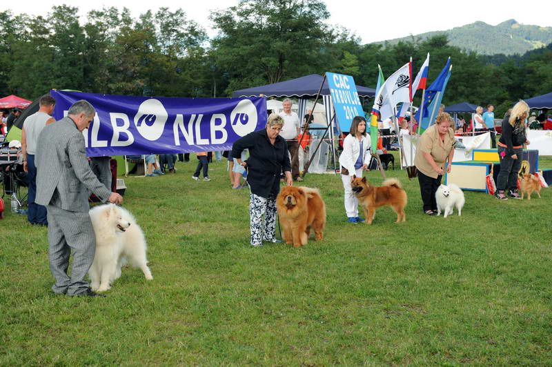 Razstava psov 2: CAC Trbovlje, 29.08.2010 - foto povečava