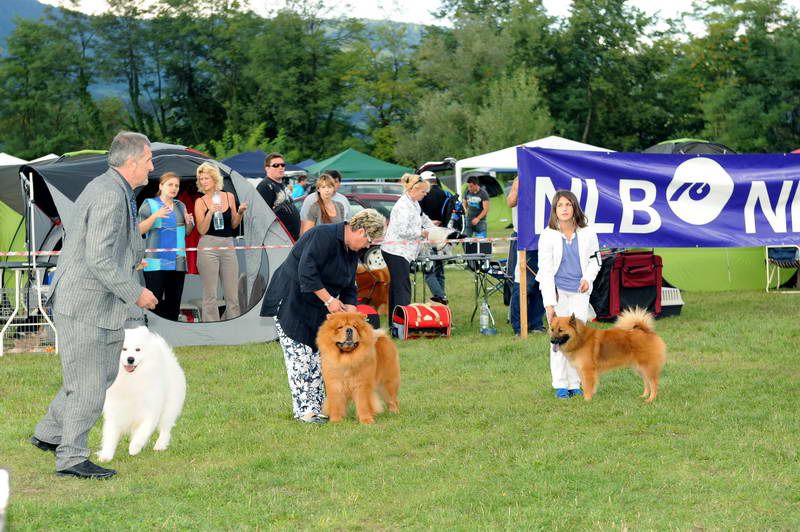 Razstava psov 2: CAC Trbovlje, 29.08.2010 - foto povečava