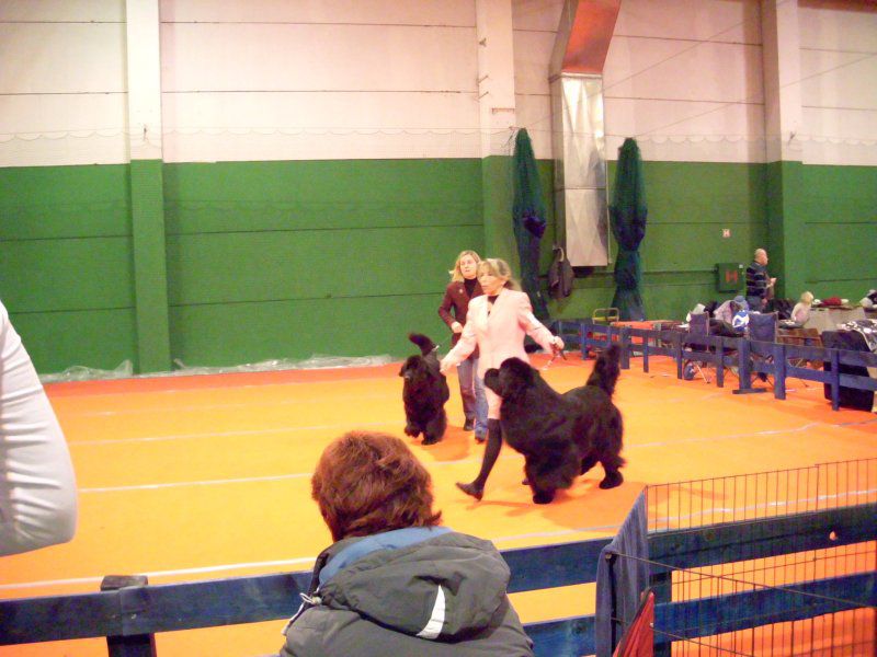 CACIB VRTOJBA, 28.11.2010 - foto povečava