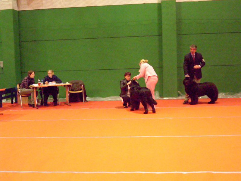 CACIB VRTOJBA, 28.11.2010 - foto povečava