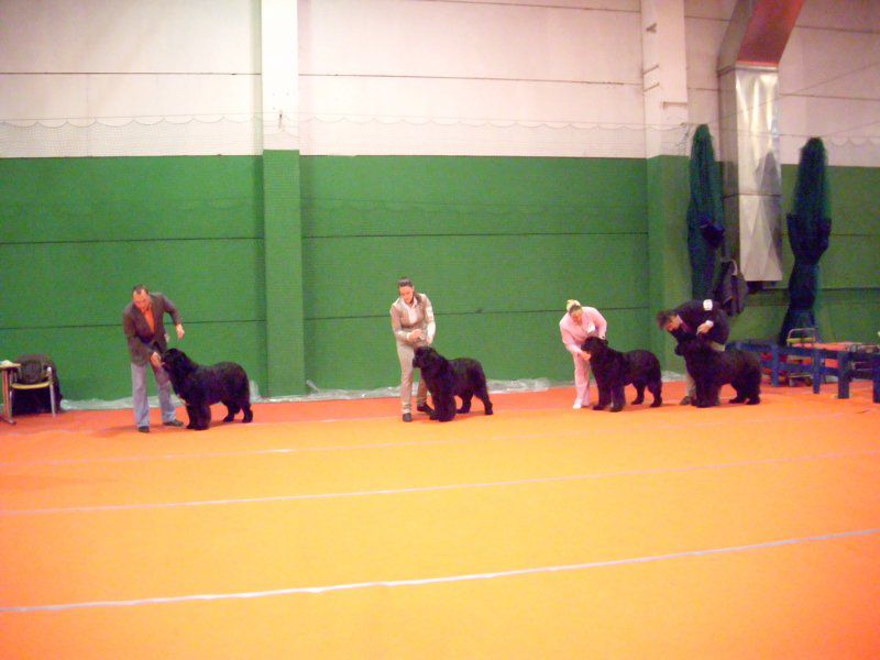 CACIB VRTOJBA, 28.11.2010 - foto povečava