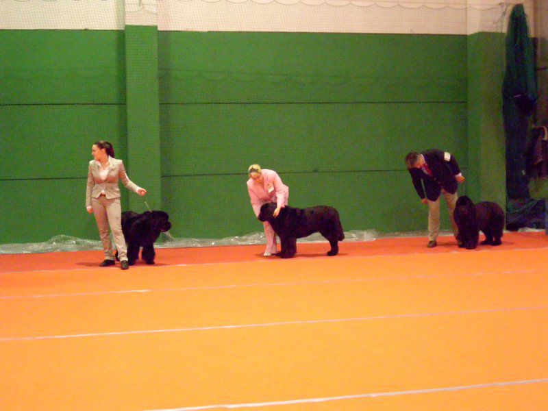 CACIB VRTOJBA, 28.11.2010 - foto povečava