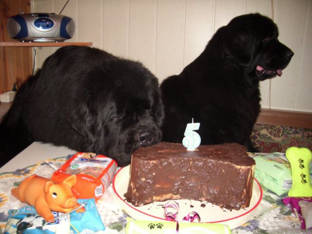 Sona 5th b-day - foto