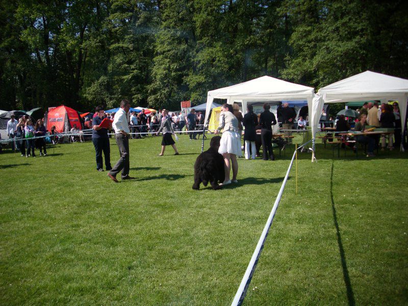 CACIB Maribor, 07.05.2011 - foto povečava