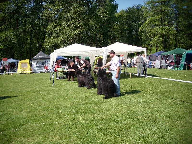 CACIB Maribor, 07.05.2011 - foto povečava