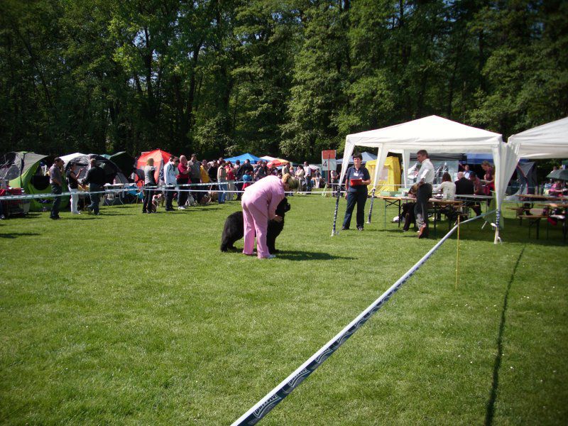CACIB Maribor, 07.05.2011 - foto povečava