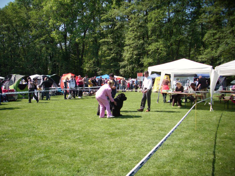 CACIB Maribor, 07.05.2011 - foto povečava