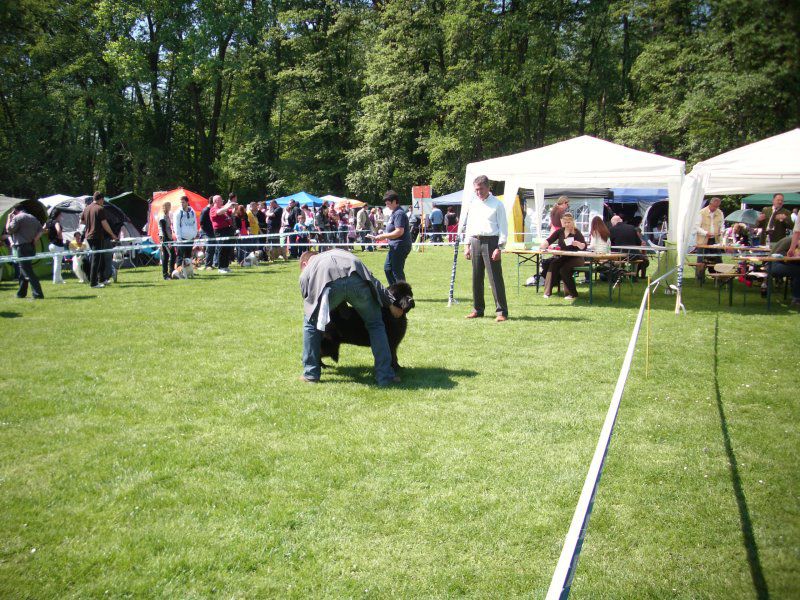 CACIB Maribor, 07.05.2011 - foto povečava