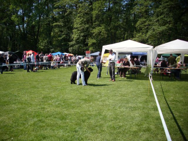 CACIB Maribor, 07.05.2011 - foto