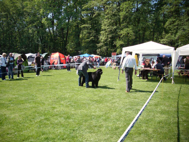 CACIB Maribor, 07.05.2011 - foto povečava