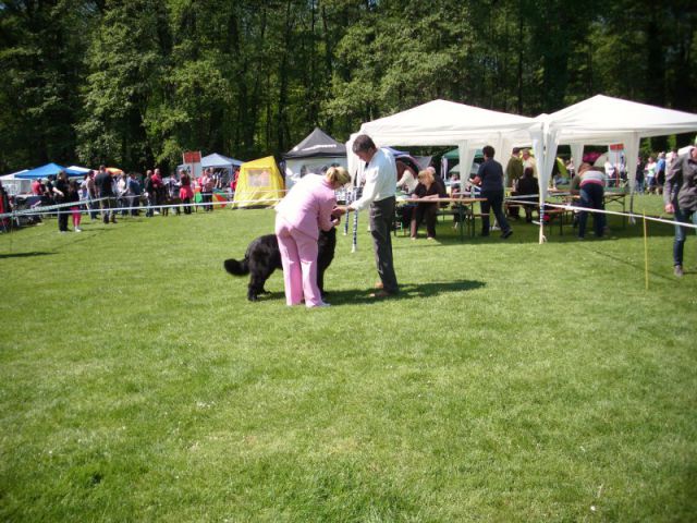 CACIB Maribor, 07.05.2011 - foto