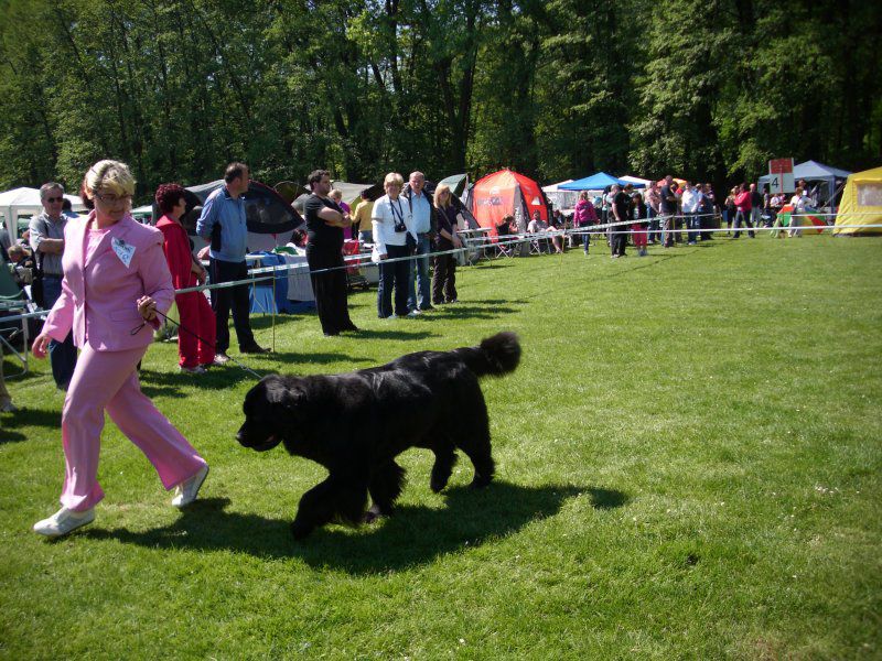 CACIB Maribor, 07.05.2011 - foto povečava