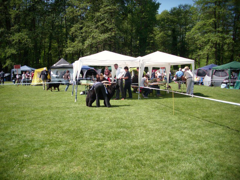 CACIB Maribor, 07.05.2011 - foto povečava