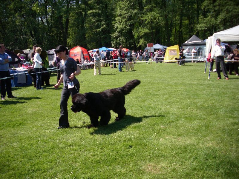 CACIB Maribor, 07.05.2011 - foto povečava