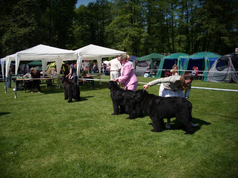 CACIB Maribor, 07.05.2011 - foto povečava