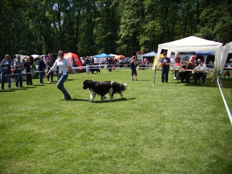 CACIB Maribor, 07.05.2011 - foto povečava