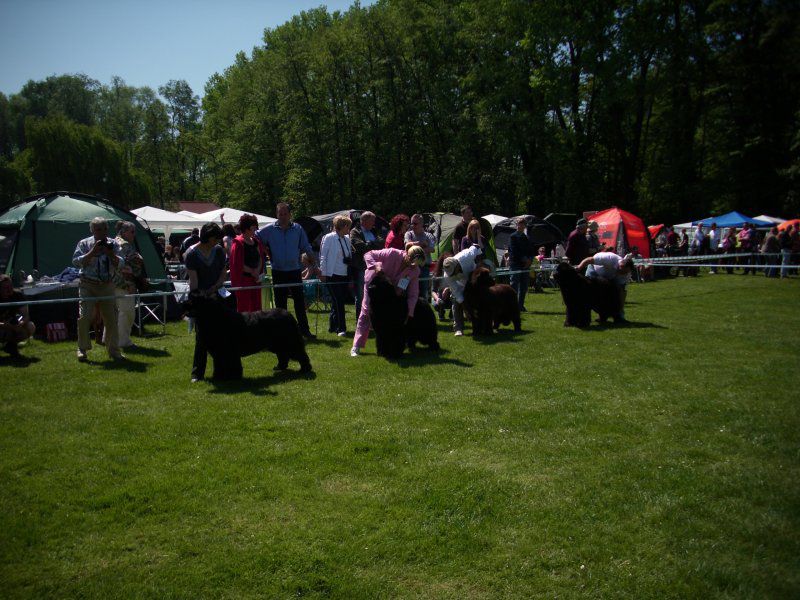 CACIB Maribor, 07.05.2011 - foto povečava