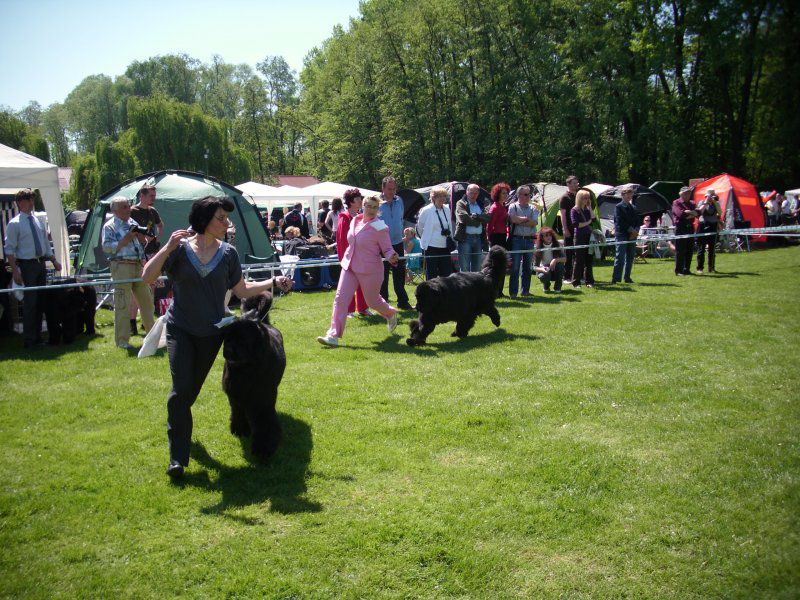 CACIB Maribor, 07.05.2011 - foto povečava