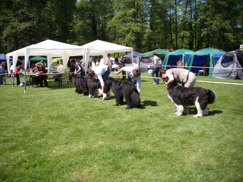 CACIB Maribor, 07.05.2011 - foto povečava