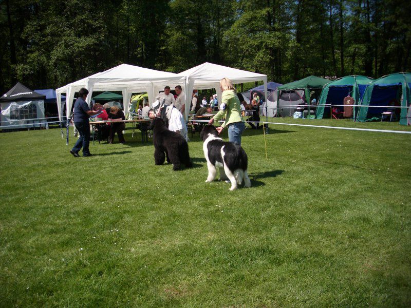 CACIB Maribor, 07.05.2011 - foto povečava