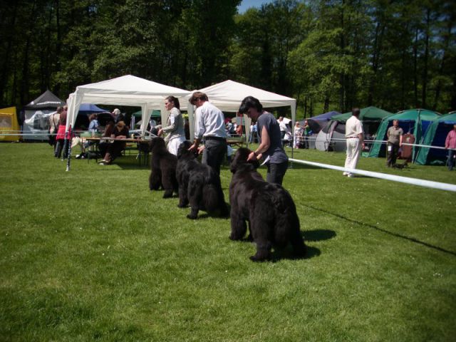 CACIB Maribor, 07.05.2011 - foto