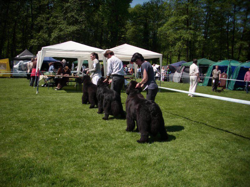 CACIB Maribor, 07.05.2011 - foto povečava