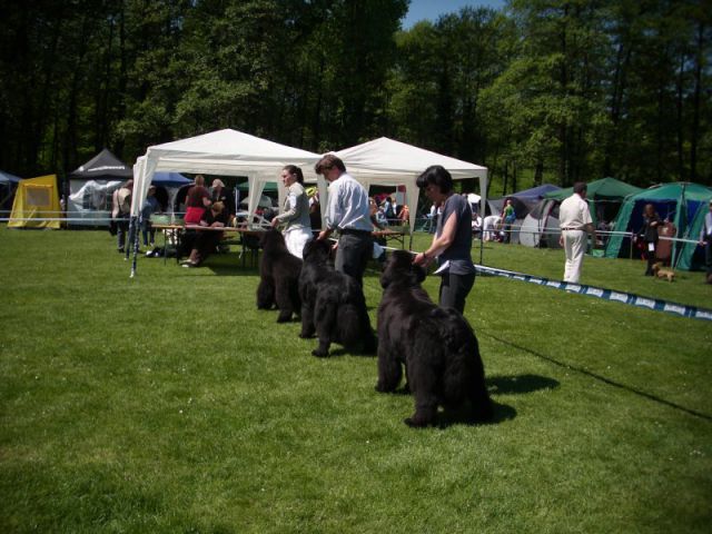 CACIB Maribor, 07.05.2011 - foto