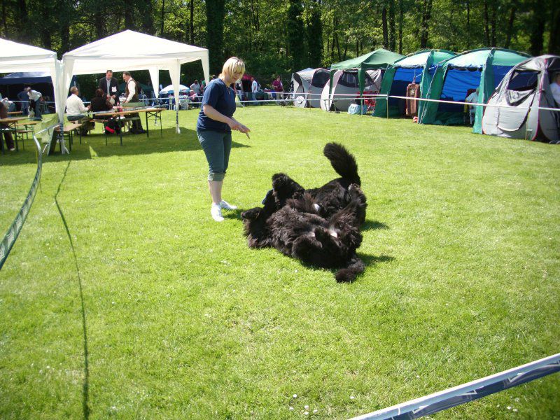 CACIB Maribor, 07.05.2011 - foto povečava