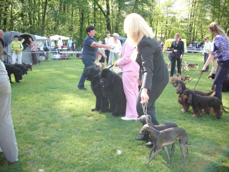 CACIB Maribor, 07.05.2011 - foto povečava