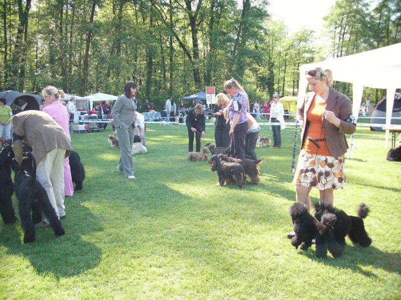 CACIB Maribor, 07.05.2011 - foto povečava