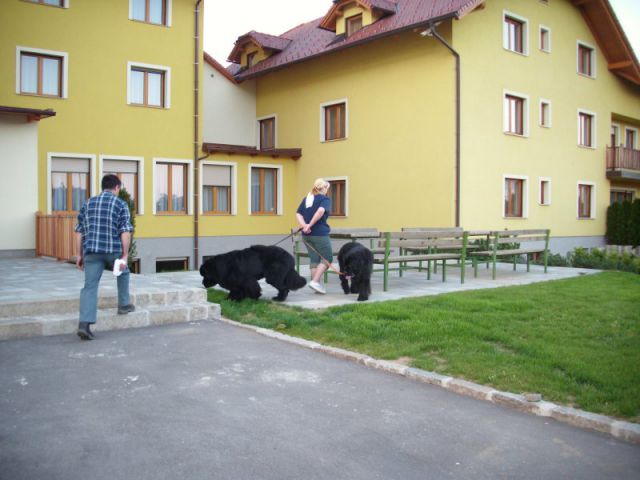 CACIB Maribor, 07.05.2011 - foto