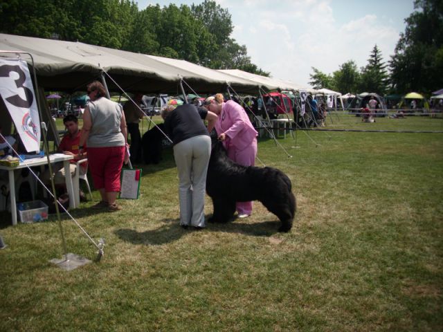 Cacib Varaždin, 21.05.2011 - foto