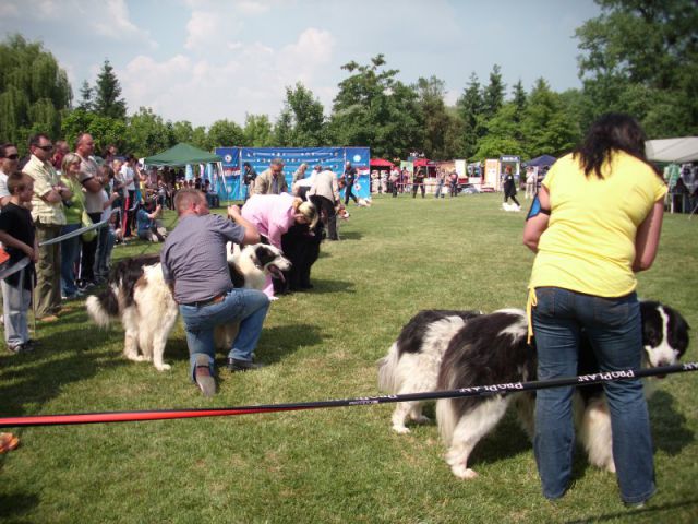 Cacib Varaždin, 21.05.2011 - foto