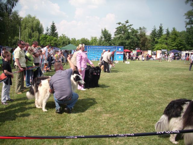 Cacib Varaždin, 21.05.2011 - foto