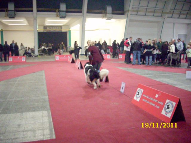 CACIB Zagreb, 19.11.2011 - foto