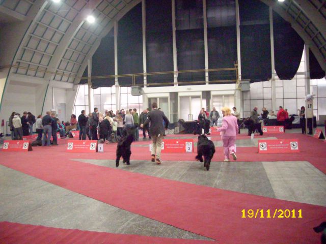 CACIB Zagreb, 19.11.2011 - foto