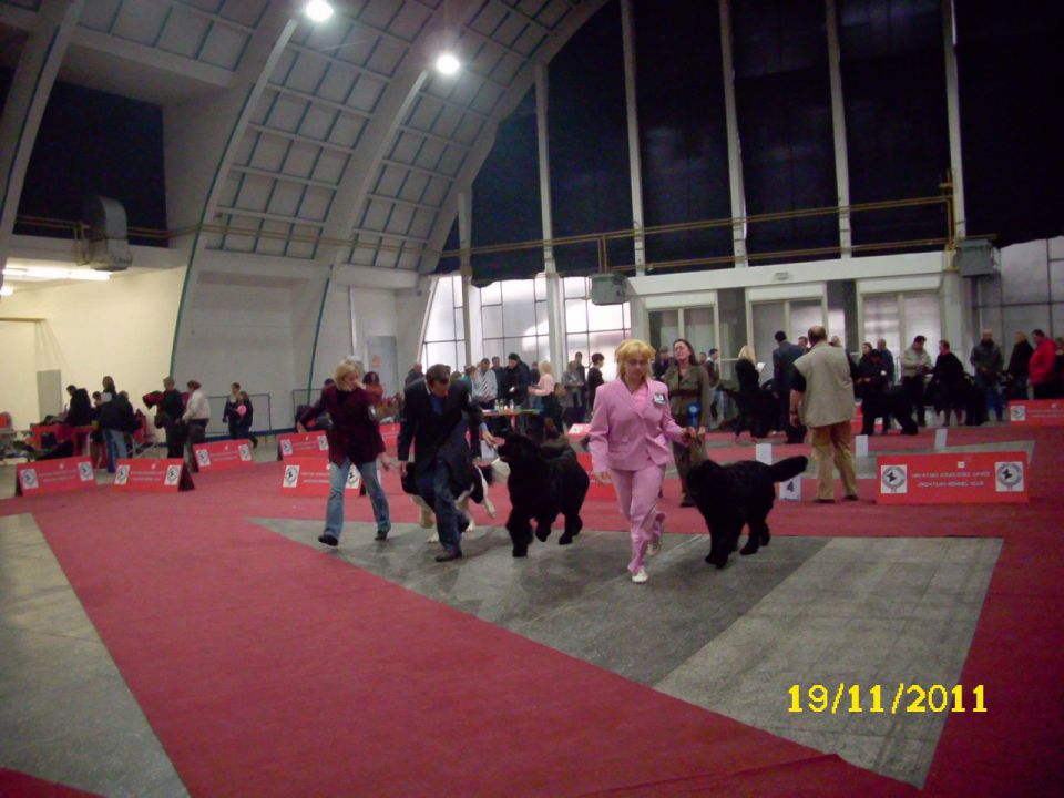 CACIB Zagreb, 19.11.2011 - foto povečava