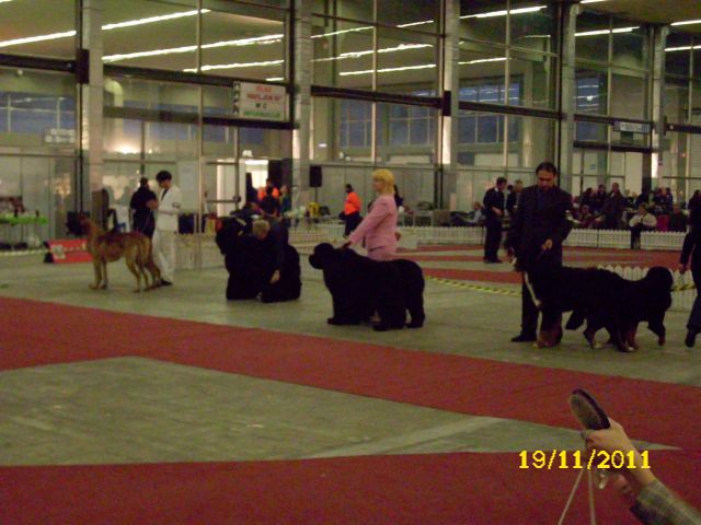 CACIB Zagreb, 19.11.2011 - foto