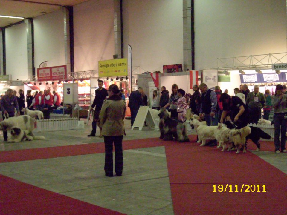 CACIB Zagreb, 19.11.2011 - foto povečava